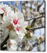 Almond Blossom 1 Canvas Print
