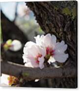 Almond Blossom 6 Canvas Print