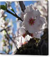 Soft Pink Almond Blossoms In The Backlight Canvas Print