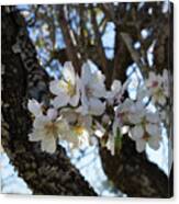 White Flowers In The Penumbra Of The Almond Tree Canvas Print