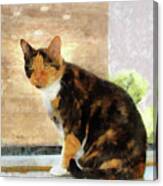 Almond Eyes   Calico Cat Canvas Print