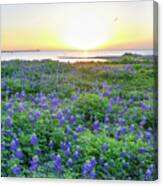 Almost Spring Canvas Print