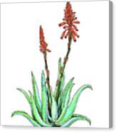 Aloe Vera Plant With Flowers Watercolor Botanical Asphodelaceae Canvas Print