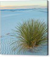 Alone In Desert Canvas Print