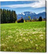 Alpine Meadow Canvas Print