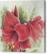 Amaryllis Canvas Print