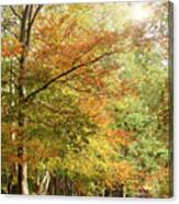 Amazing Dawn Autumn Woodland With Massive Conkers Canvas Print