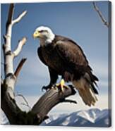 American Bald Eagle Shown Perched On A Branch. Canvas Print