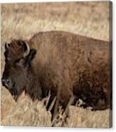 American Bison South Dakota Canvas Print