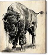 American Bison Study Canvas Print