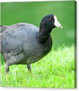 American Coot Grazing In The Grass Canvas Print