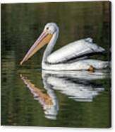 American White Pelican 2736-111520-2 Canvas Print