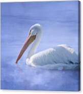 American White Pelican Daydreaming Canvas Print