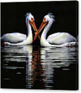 American White Pelicans Canvas Print