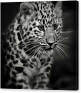 Amur Leopard Cub - Sepia Canvas Print