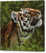 Amur Tiger 111 Canvas Print