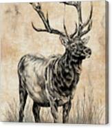 An Elk Study Canvas Print