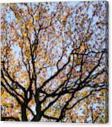 Ancient Autumn Oak Tree Canopy Canvas Print