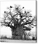 Ancient Baobab Canvas Print
