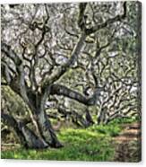 Ancient Oak Trees Canvas Print
