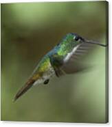 Andean Emerald Flying Canvas Print