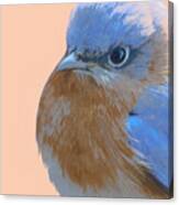 Angry Bluebird Canvas Print