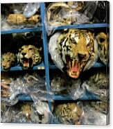 Animal Heads Canvas Print