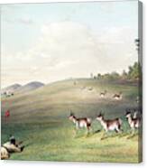 Antelope Shooting Canvas Print
