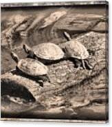 Antique Turtles Canvas Print