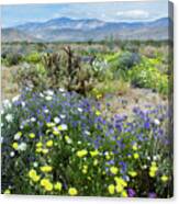 Anza Borrego Desert State Park Bloom Canvas Print