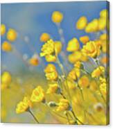 Anza Borrego Desert Sunflower Canvas Print