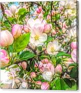 Apple Blossoms Canvas Print