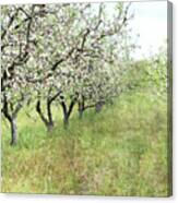 Apple Orchard Canvas Print