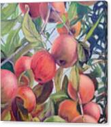 Apples At The Lake 3 Canvas Print