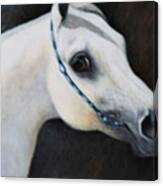Arabian Horse Head Canvas Print