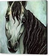 Arabian Horse Canvas Print