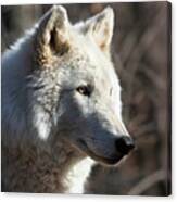 Arctic Wolf - Portrait Canvas Print