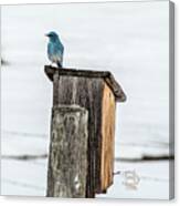 Aril 5th Blue Bird Canvas Print