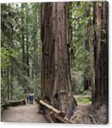 Armstrong Redwoods State Park Canvas Print