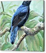 Asian Fairy Bluebird Canvas Print