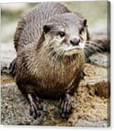 Asian Small-clawed Otter Canvas Print
