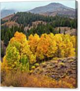 Aspen Colors Canvas Print