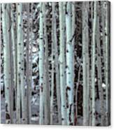 Aspen Trees Black And White Bark Canvas Print