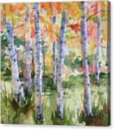 Aspen Trees Canvas Print