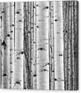 Aspen Trunks In Black And White Canvas Print