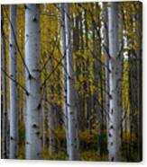 Aspens In The Fall Canvas Print