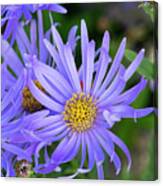 Aster Monch Flowers In An English Garden Canvas Print