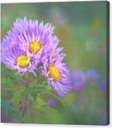 Aster With Special Effects Canvas Print