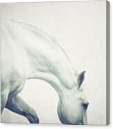 Atlas Blue - Horse Art Canvas Print