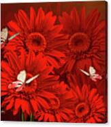 Attracted To Red Canvas Print